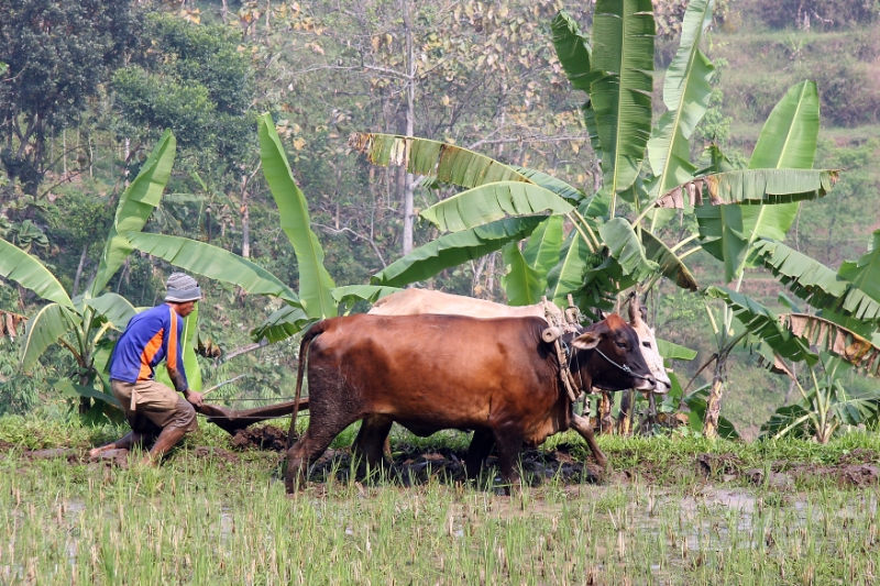 cultivating the rice paddies, Java Indonesia 1.jpg - Indonesia Java cultivating the rice paddies